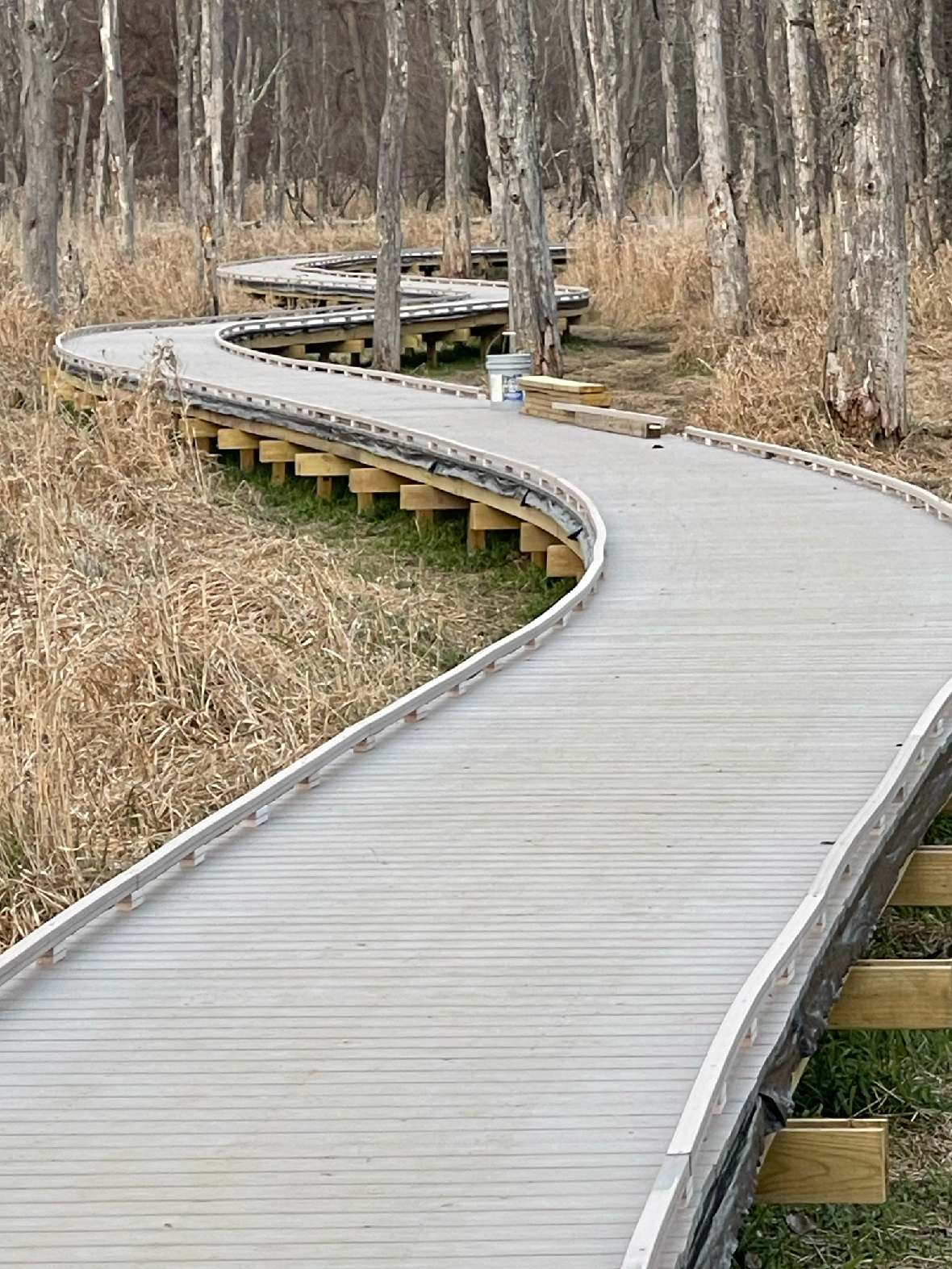 Wooden boardwalk winding through a forested area with tall grasses.