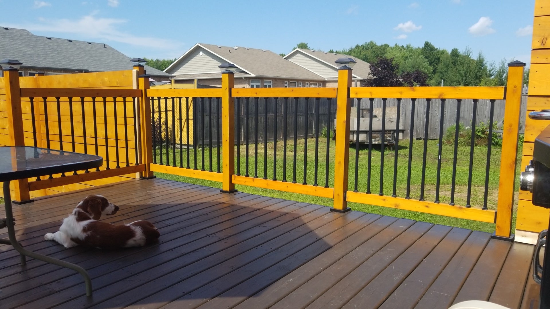 Dog on a wooden deck with yellow railing looking out over a grassy area